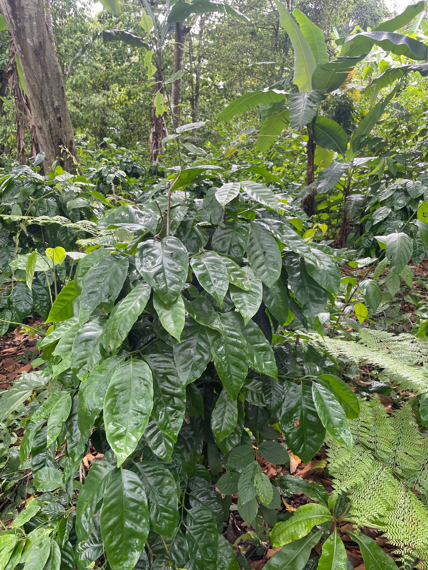 Maragojipe - Nicaraguan