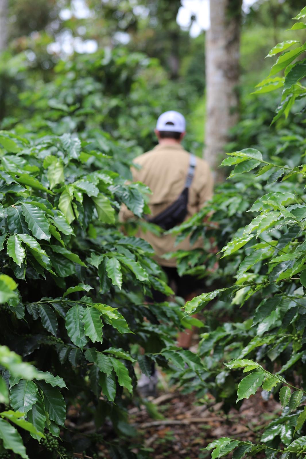 Nicaraguan Coffee