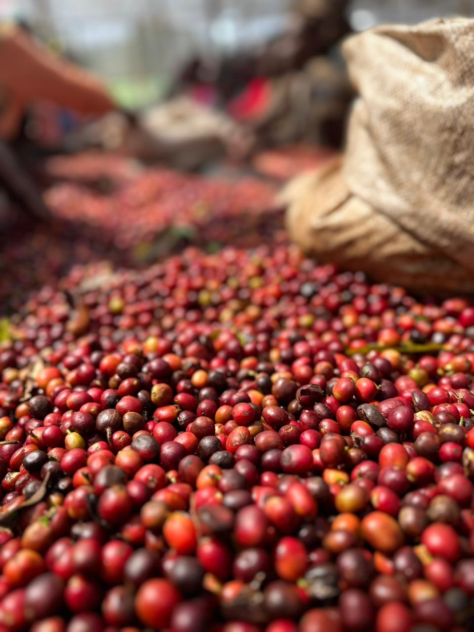Ethiopian Coffee